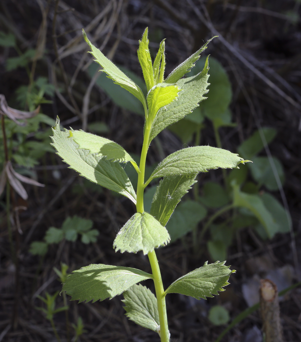 Изображение особи Scrophularia nodosa.