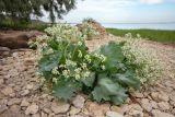 Crambe maritima. Цветущее растение. Ростовская обл., Неклиновский р-н, окр. хут. Мержаново, каменистый берег. 03.06.2018.