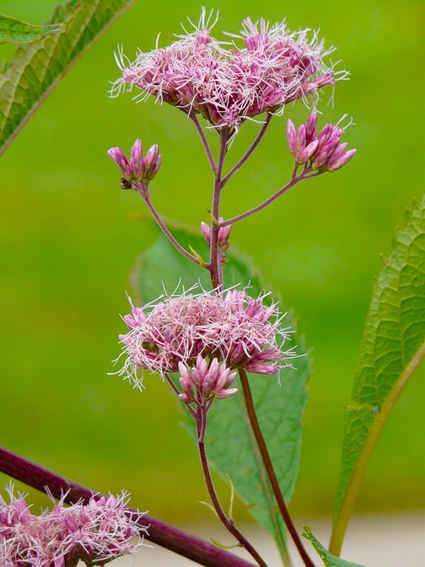 Image of Eupatorium cannabinum specimen.