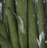 Amelanchier canadensis. Части стволов. Переславль-Залесский, дендрологический парк им. С. Ф. Харитонова, в культуре. 12.06.2022.