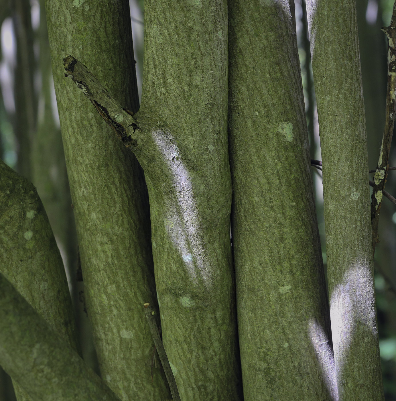 Image of Amelanchier canadensis specimen.