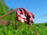 Lathyrus pisiformis