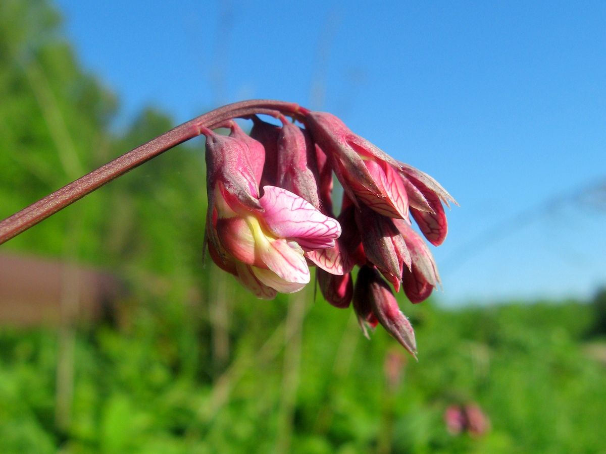 Изображение особи Lathyrus pisiformis.