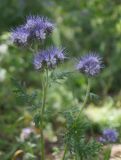 Phacelia tanacetifolia