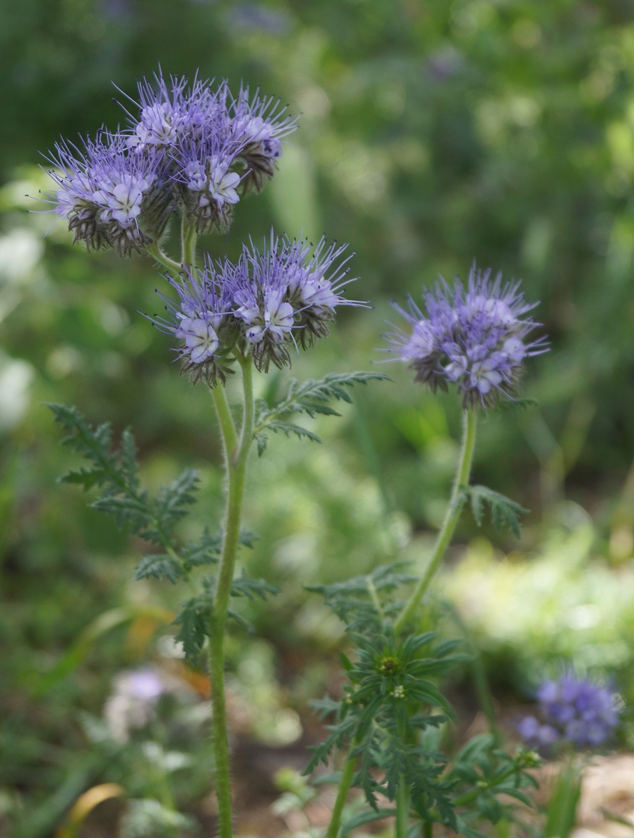 Изображение особи Phacelia tanacetifolia.