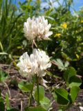 Trifolium repens