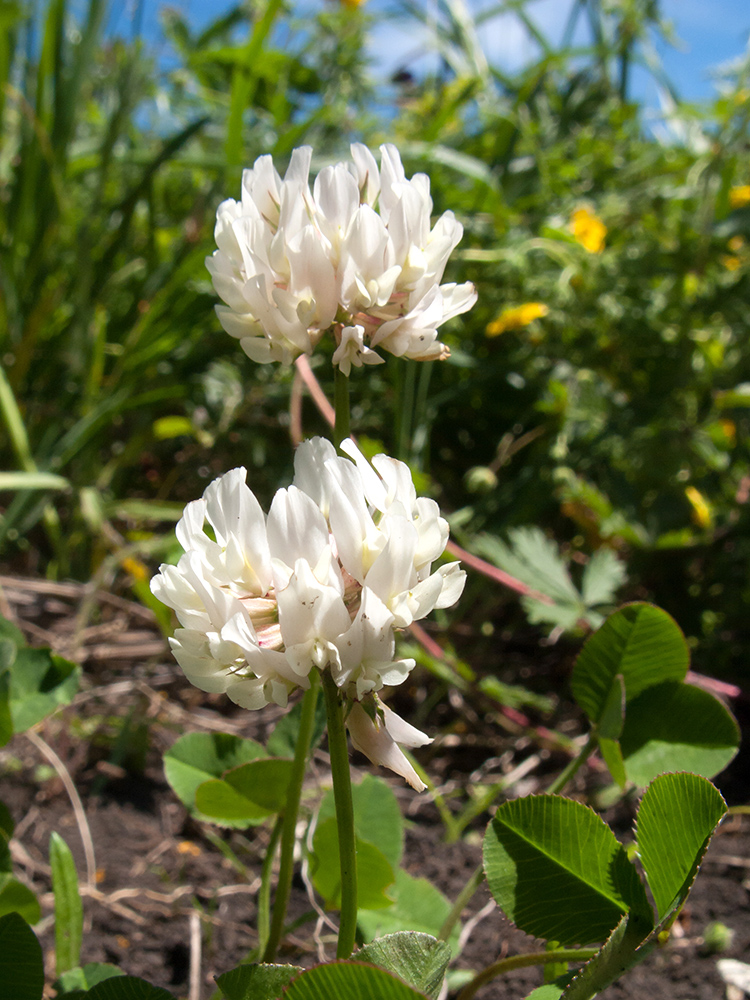 Image of Trifolium repens specimen.