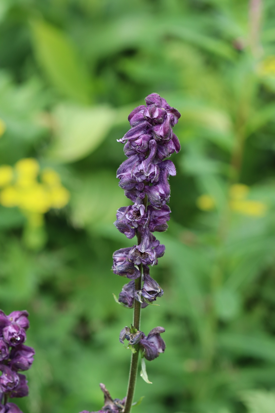 Изображение особи Aconitum leucostomum.