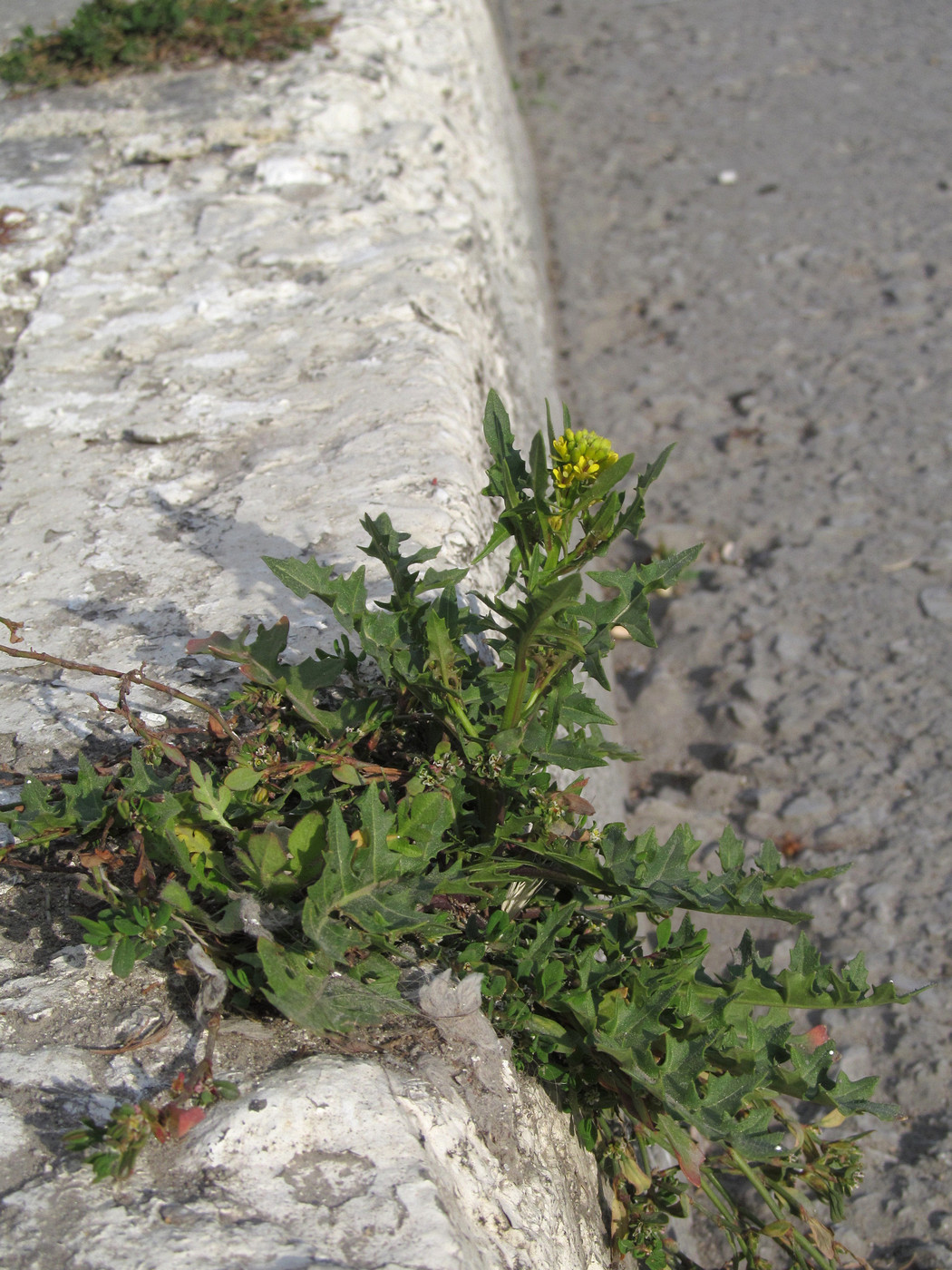 Изображение особи Sisymbrium confertum.