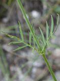 Scabiosa praemontana