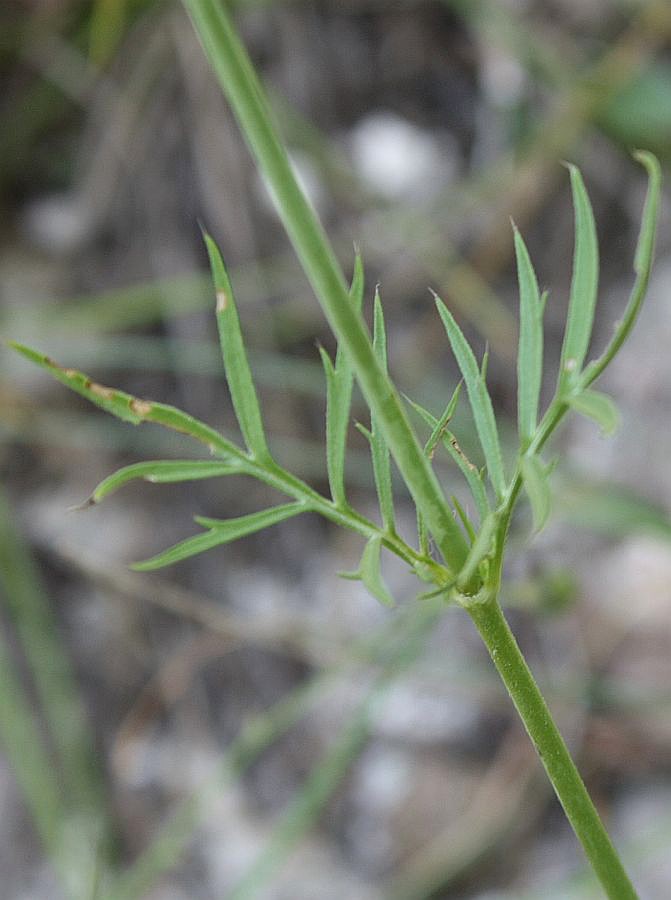 Изображение особи Scabiosa praemontana.