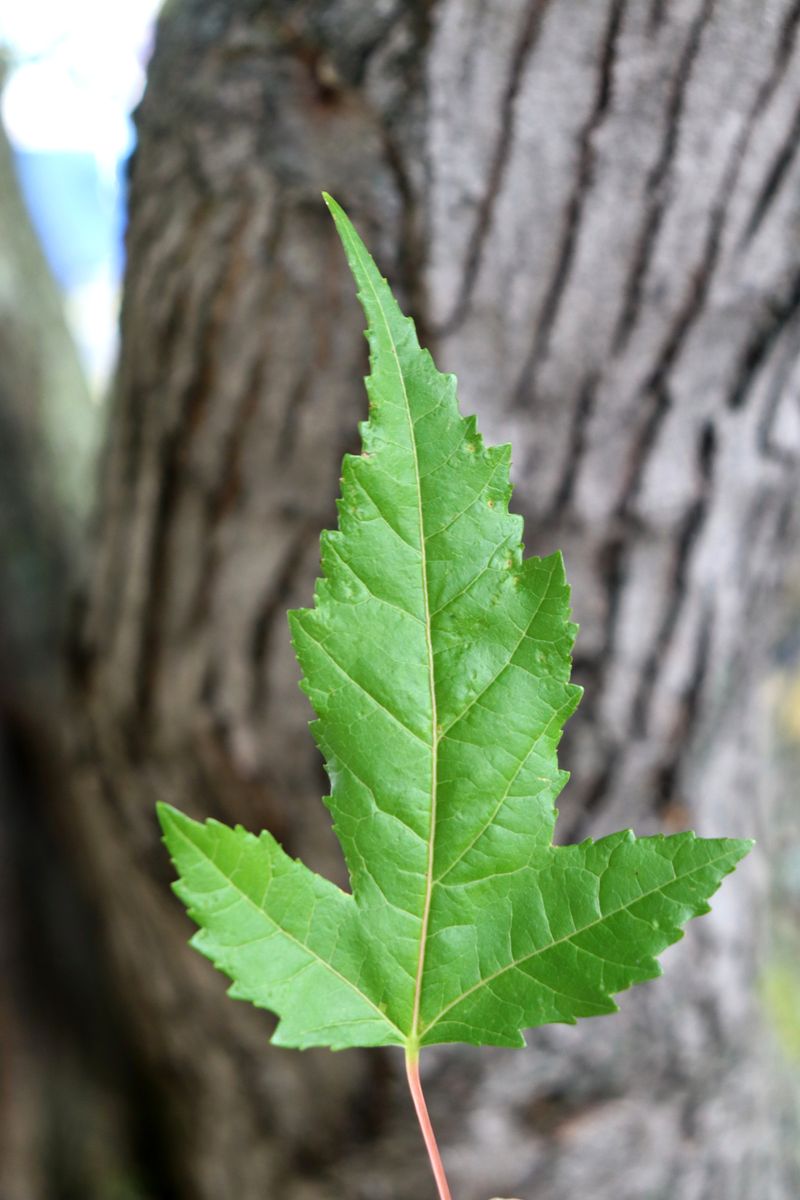 Image of Acer ginnala specimen.