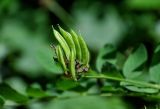 Astragalus glycyphyllos. Соплодие. Армения, обл. Тавуш, Дилижанский национальный парк, берег оз. Парз, ≈ 1300 м н.у.м., опушка широколиственного леса. 22.06.2022.