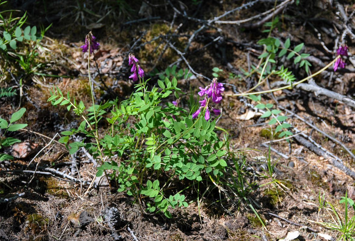 Изображение особи Hedysarum austrosibiricum.