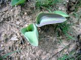 Tulipa kaufmanniana