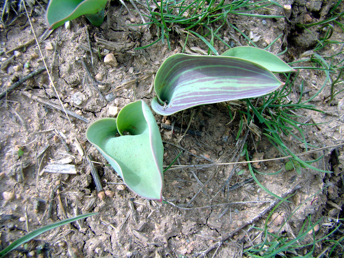 Image of Tulipa kaufmanniana specimen.
