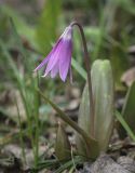 Erythronium sibiricum. Цветущее растение. Пермский край, г. Пермь, Кировский р-н, садоводческое товарищество, обочина грунтовой дороги. 30.04.2023.