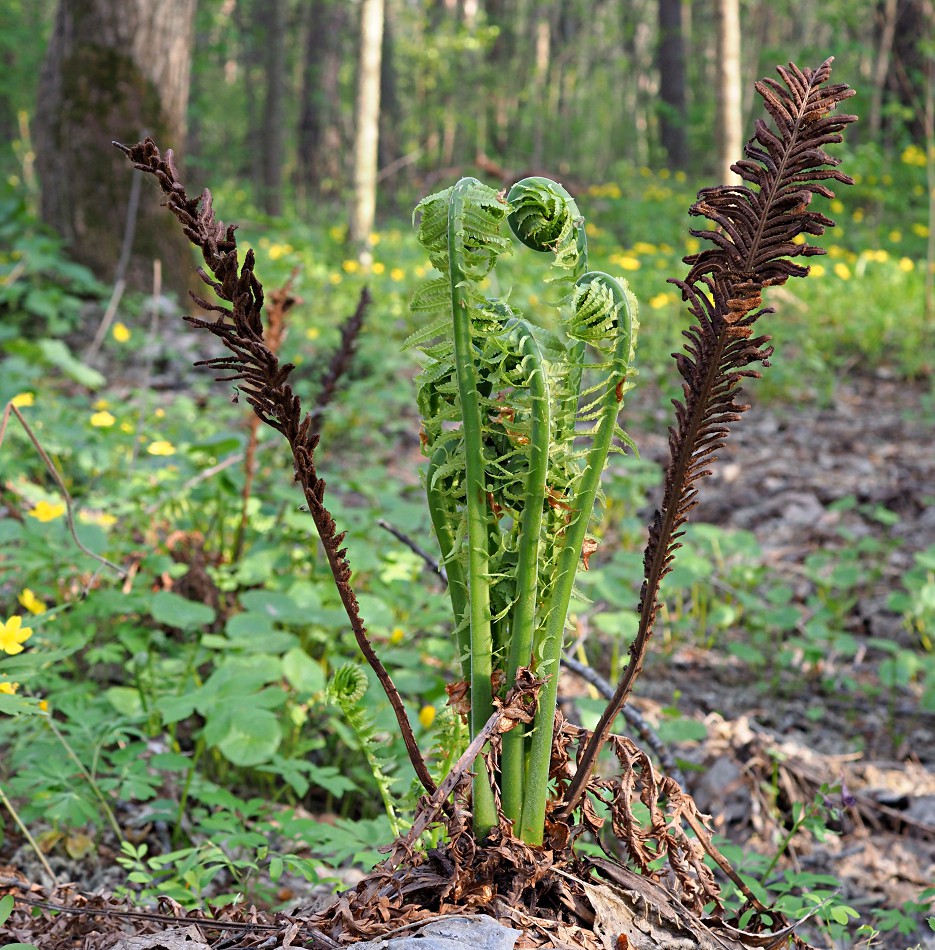 Изображение особи Matteuccia struthiopteris.