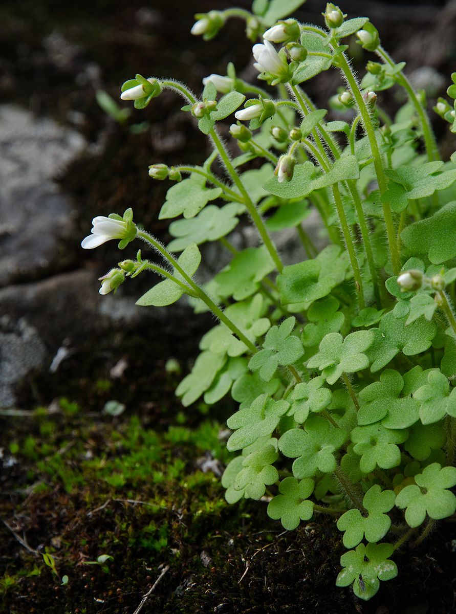 Image of Saxifraga sibirica specimen.