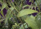 Campanula punctata