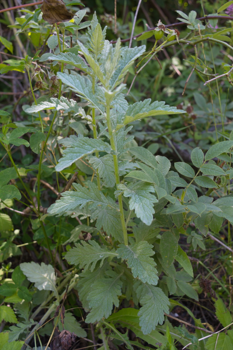 Изображение особи Senecio grandidentatus.