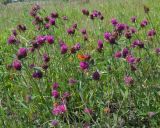 Trifolium alpestre