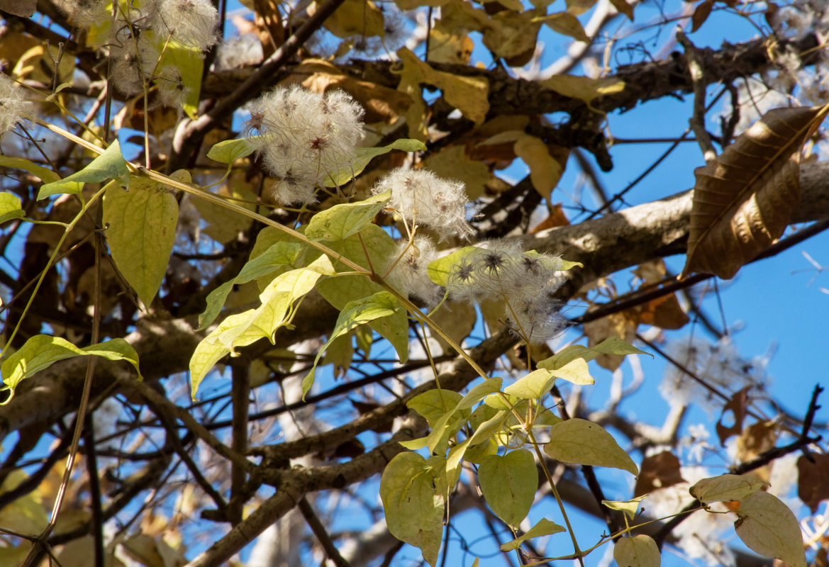 Image of Clematis vitalba specimen.