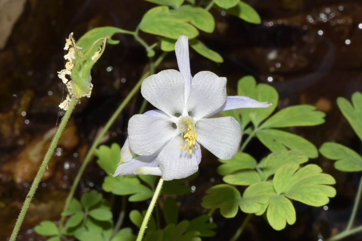 Изображение особи Aquilegia vicaria.