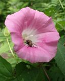 Calystegia inflata