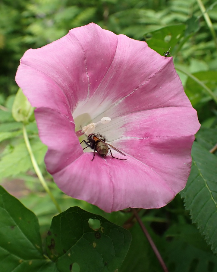 Изображение особи Calystegia inflata.