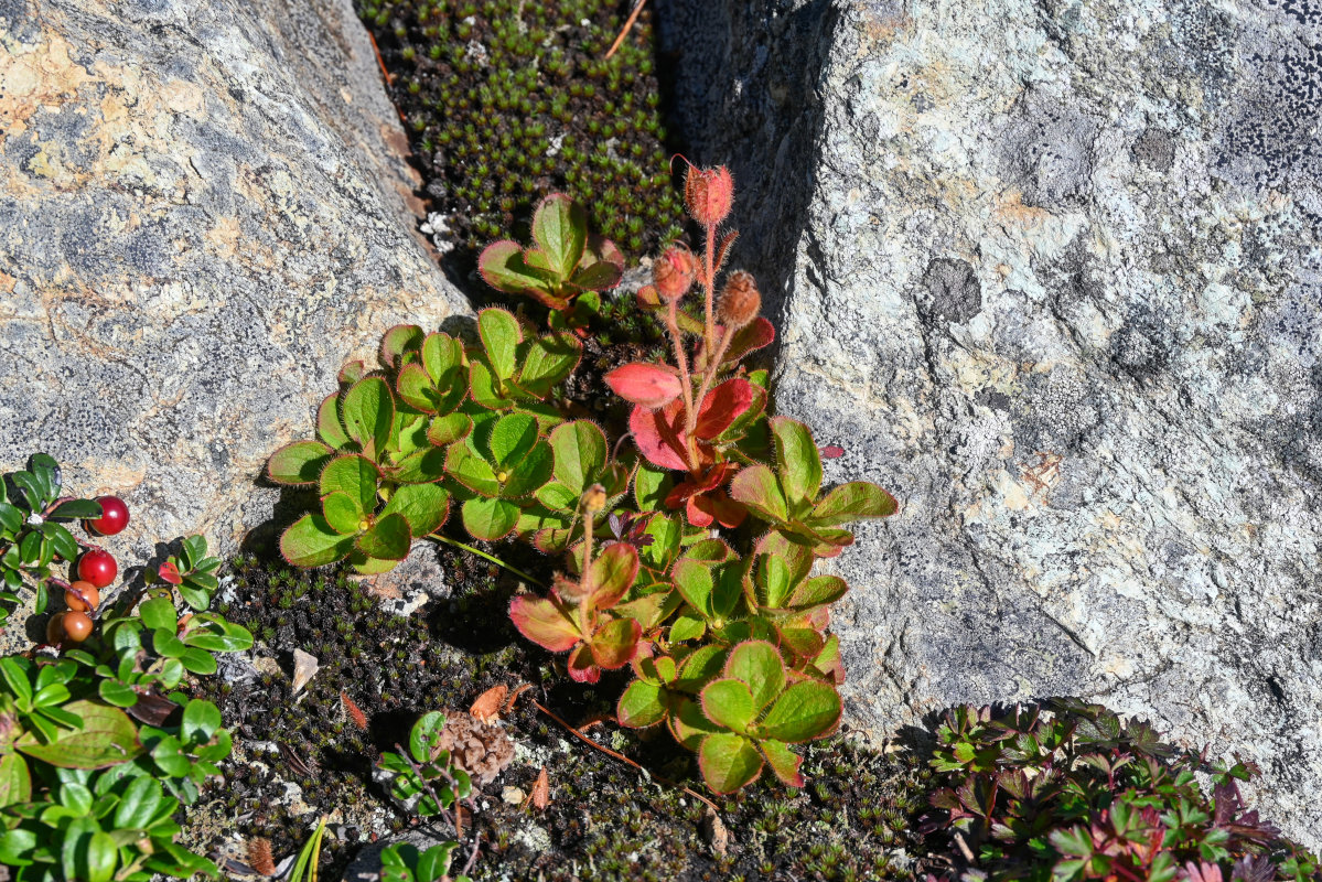 Изображение особи Rhododendron camtschaticum.