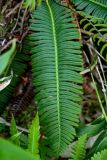 Blechnum nipponicum