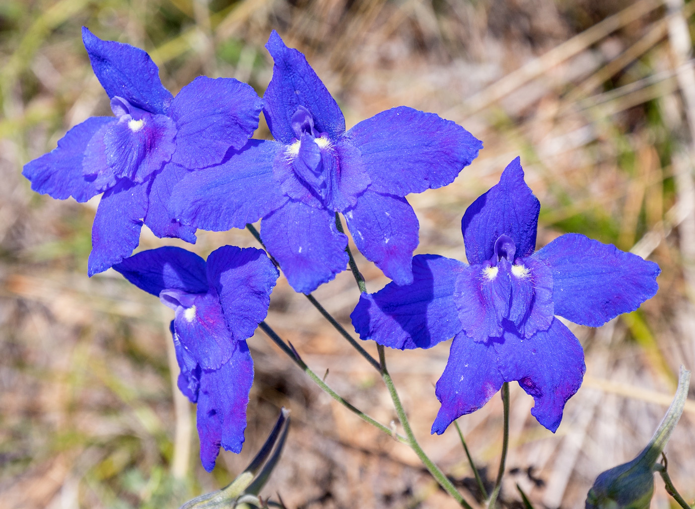 Изображение особи Delphinium grandiflorum.