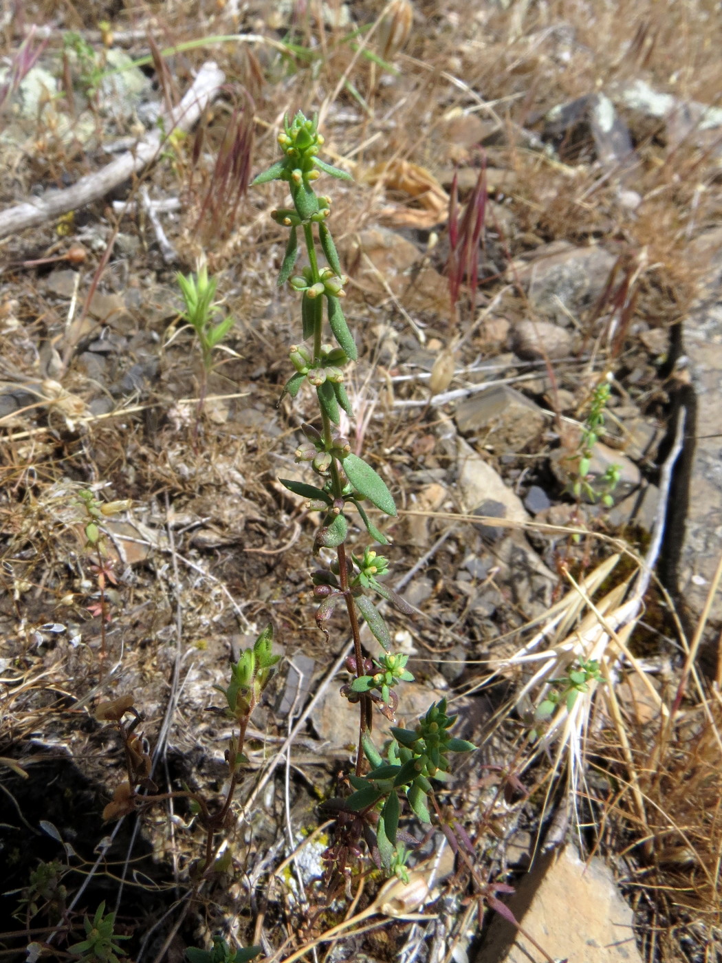 Изображение особи Galium verticillatum.