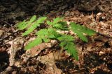 Gymnocarpium dryopteris. Растение в буковом лесу. Горный Крым, р. Б. Бурульча. 17 июля 2010 г.