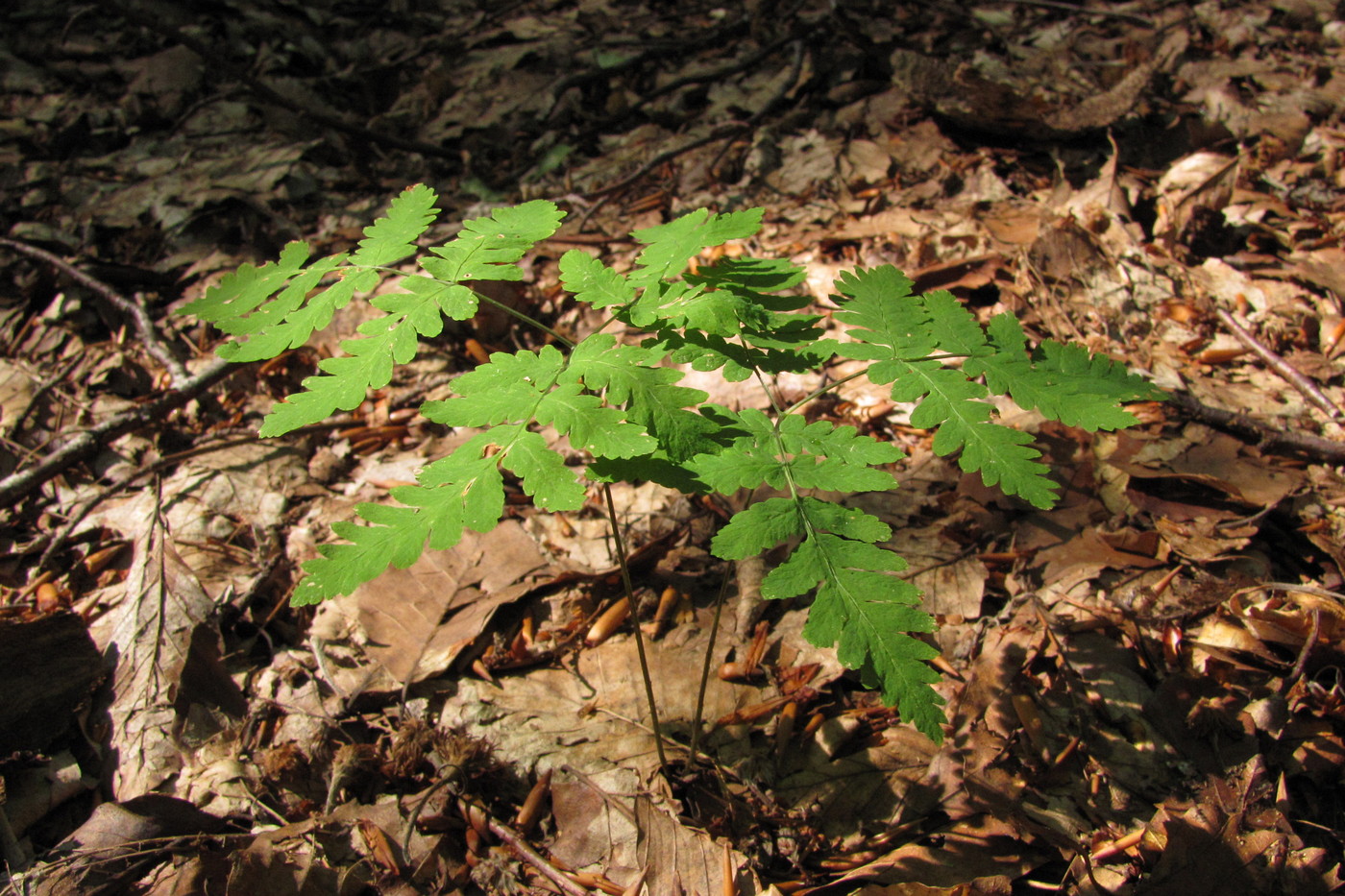 Image of Gymnocarpium dryopteris specimen.