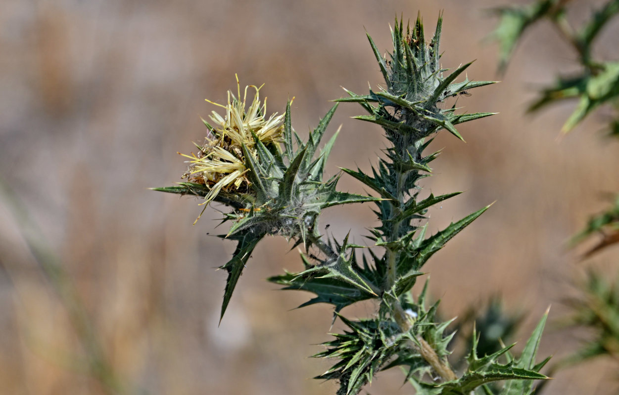 Image of Carthamus lanatus specimen.