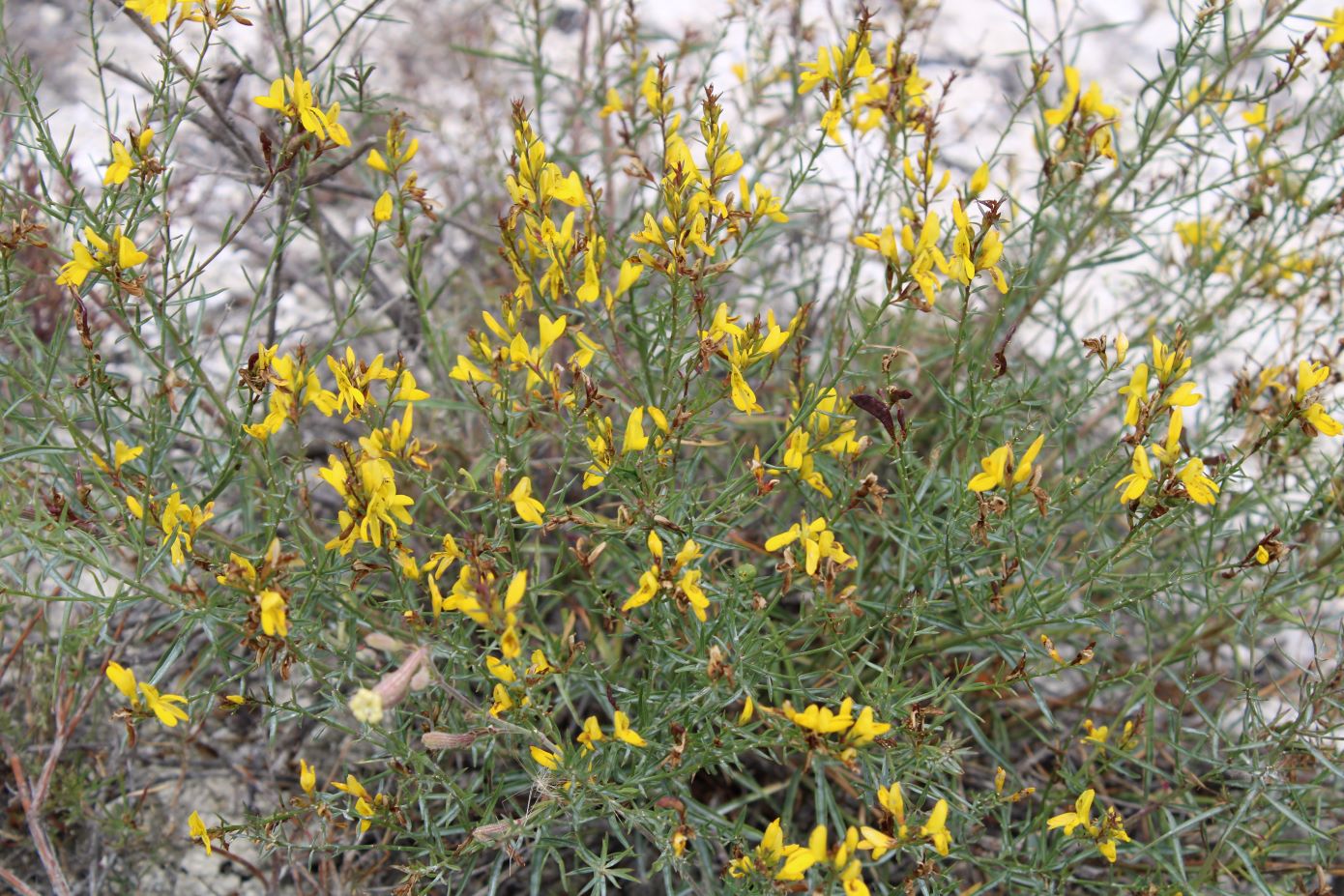 Изображение особи Genista tanaitica.