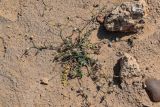 Launaea nudicaulis. Плодоносящее растение. Египет, мухафаза Эль-Гиза, окр. г. Дахшур, каменисто-песчаная пустыня. 29.04.2023.