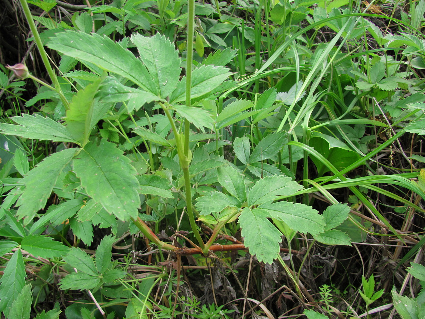 Image of Comarum palustre specimen.