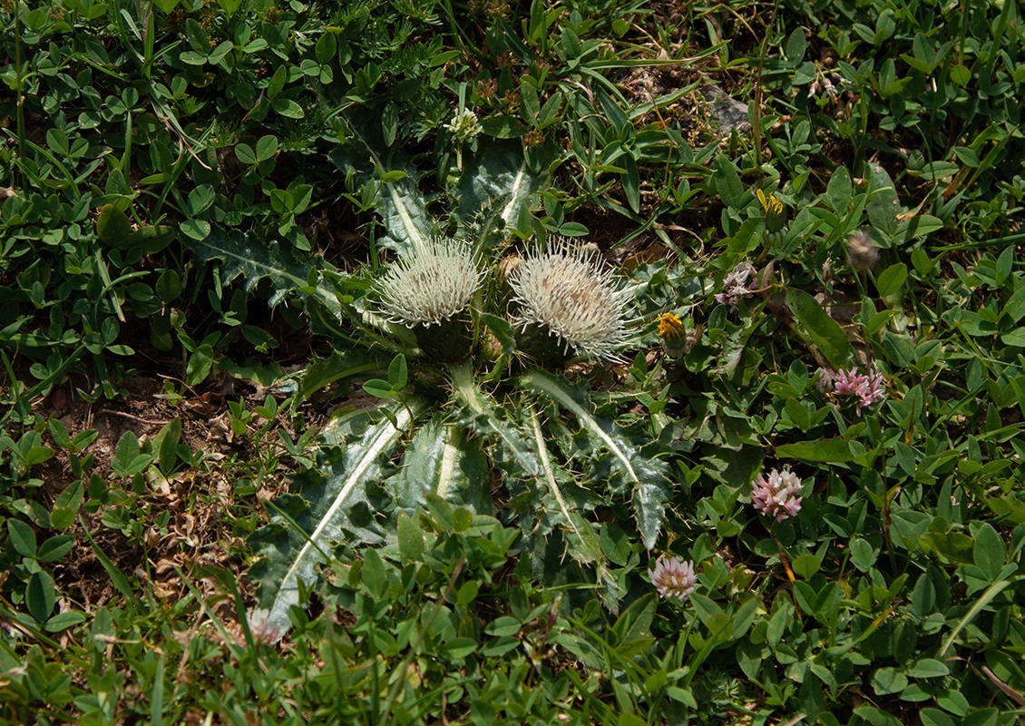 Изображение особи Cirsium rhizocephalum.