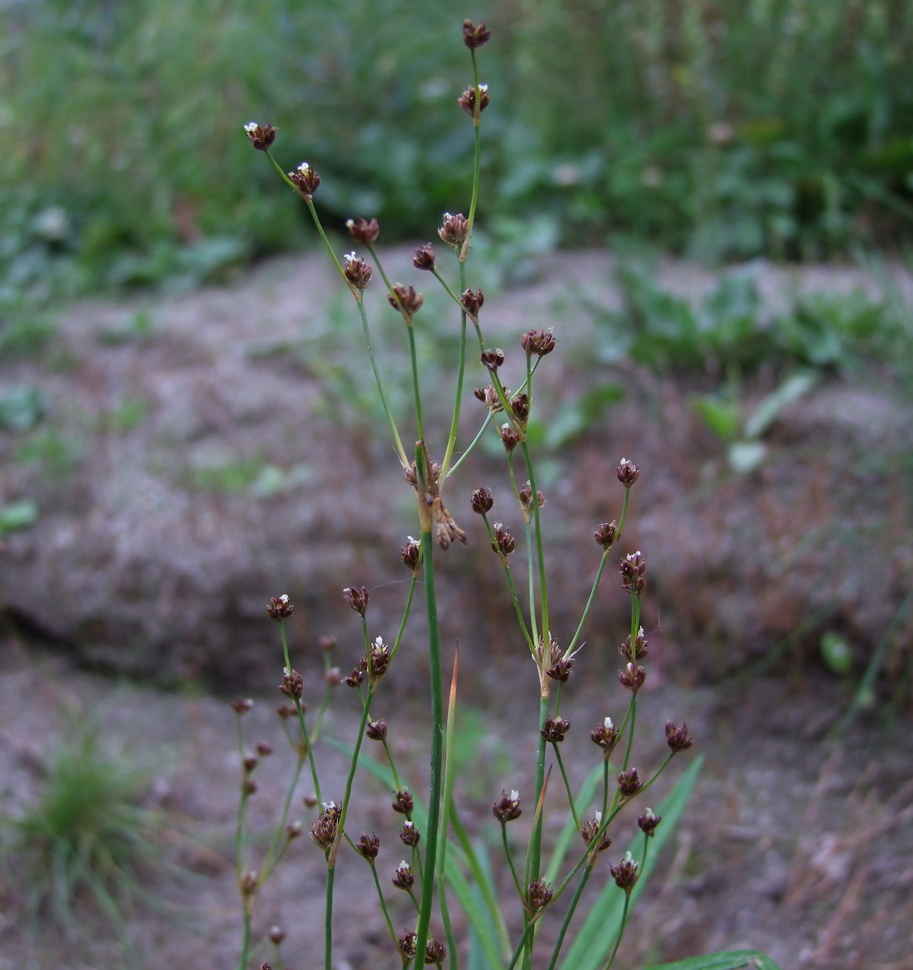 Изображение особи Juncus alpino-articulatus.