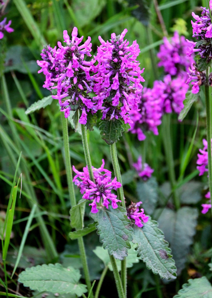 Image of Betonica officinalis specimen.