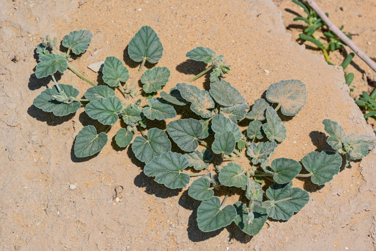 Image of Erodium chamaedryoides specimen.