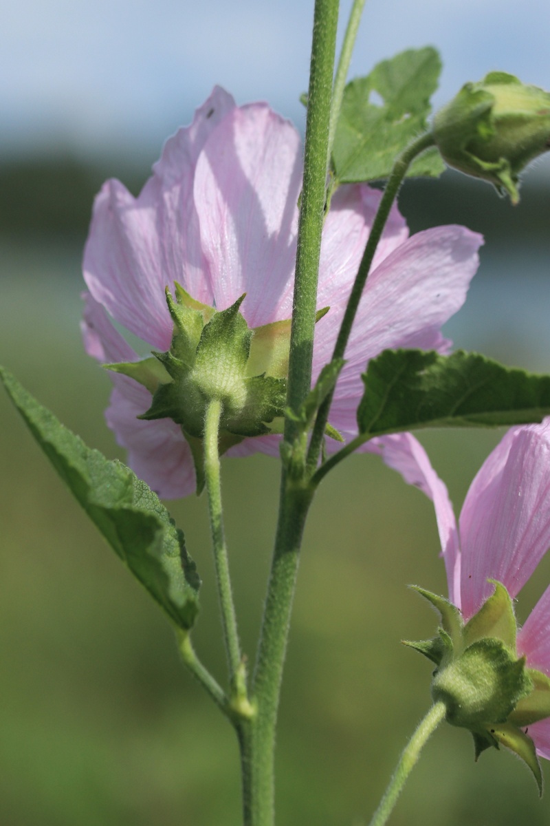 Image of Malva thuringiaca specimen.