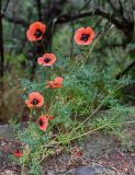 genus Papaver. Цветущее и плодоносящее растение. Грузия, г. Тбилиси, на стене крепости. 10.06.2023.