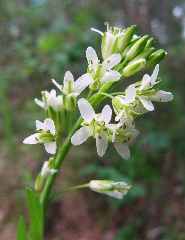 Изображение особи Turritis glabra.