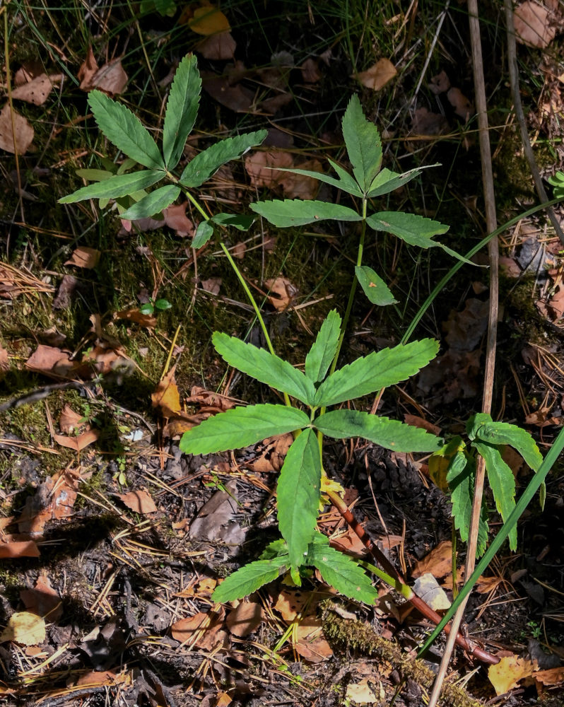 Изображение особи Comarum palustre.