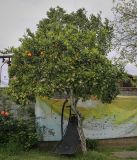 Citrus sinensis. Плодоносящее дерево. Абхазия, Гагрский р-н, с. Лдзаа, частный сад. 13.04.2024.