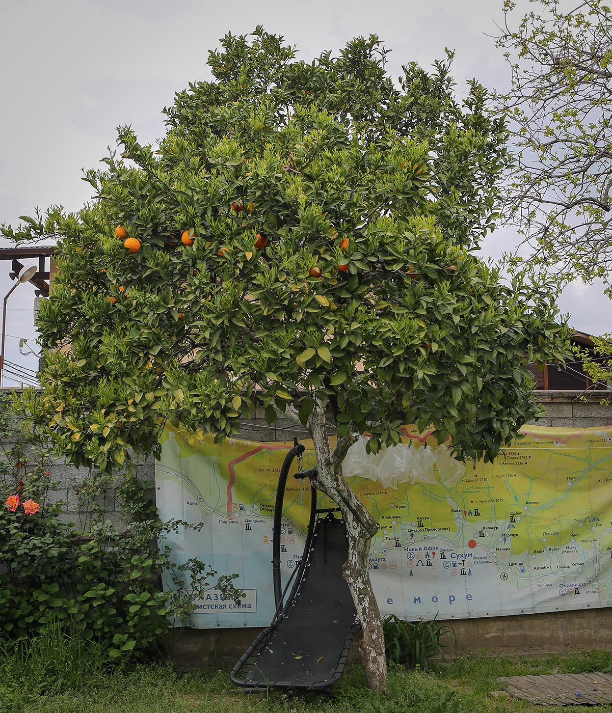 Image of Citrus sinensis specimen.